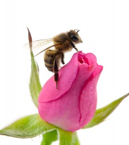 A honey bee perceives a rose completely differently than do we or any other life form.